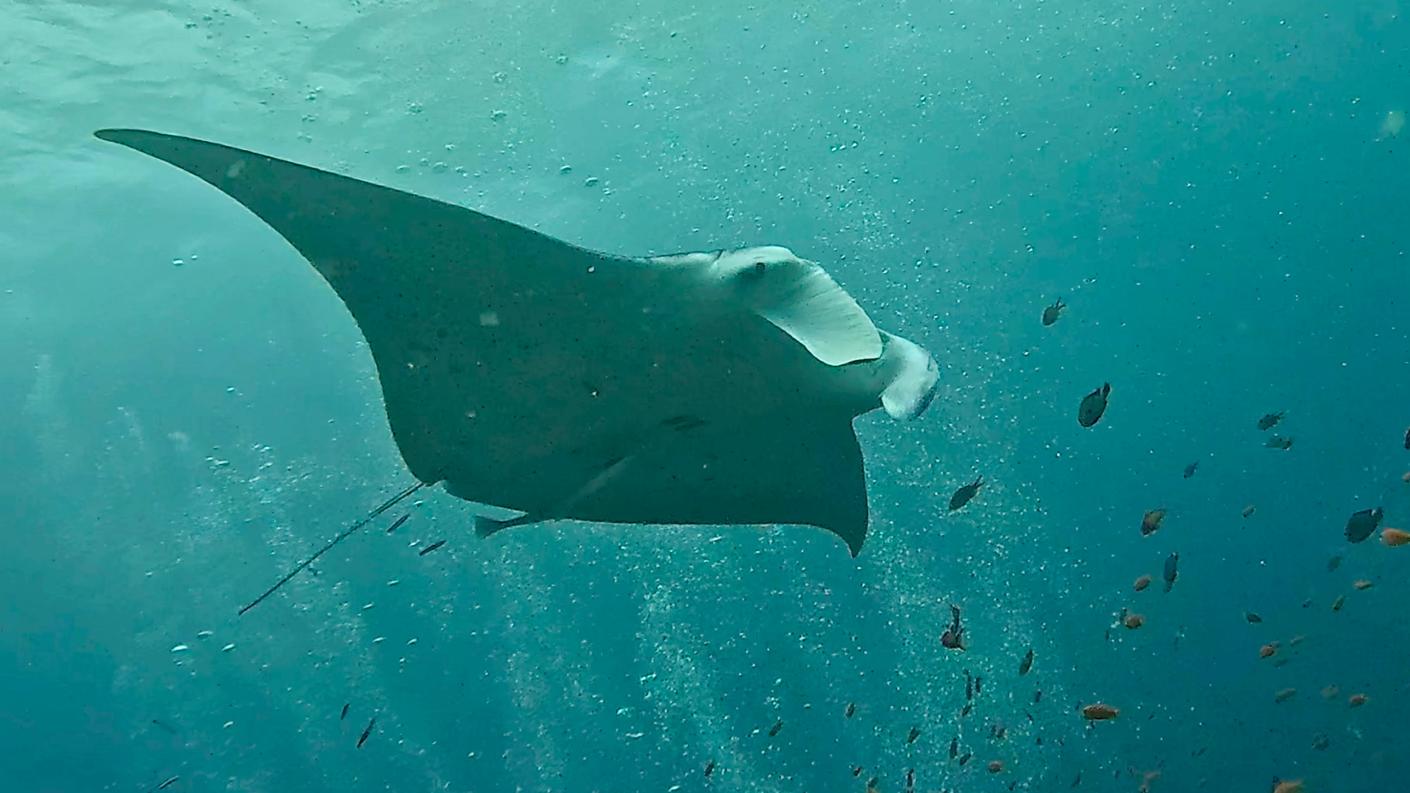 manta ray